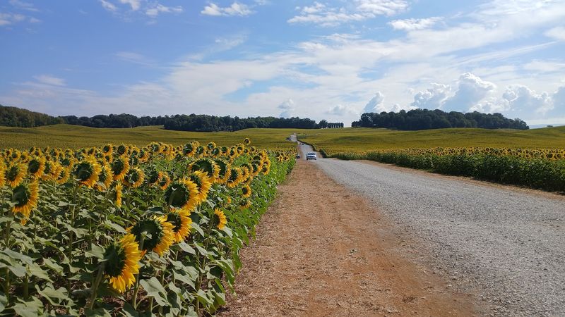 Avoiding the Crowds: Weekday vs. Weekend Visits