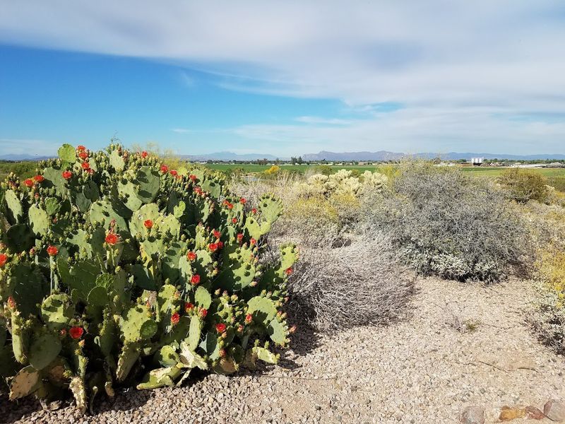 A Surprising Natural Escape in Suburban Chandler