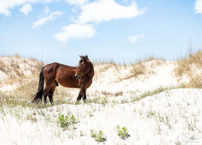 Descendants of 16th-Century Spanish Horses