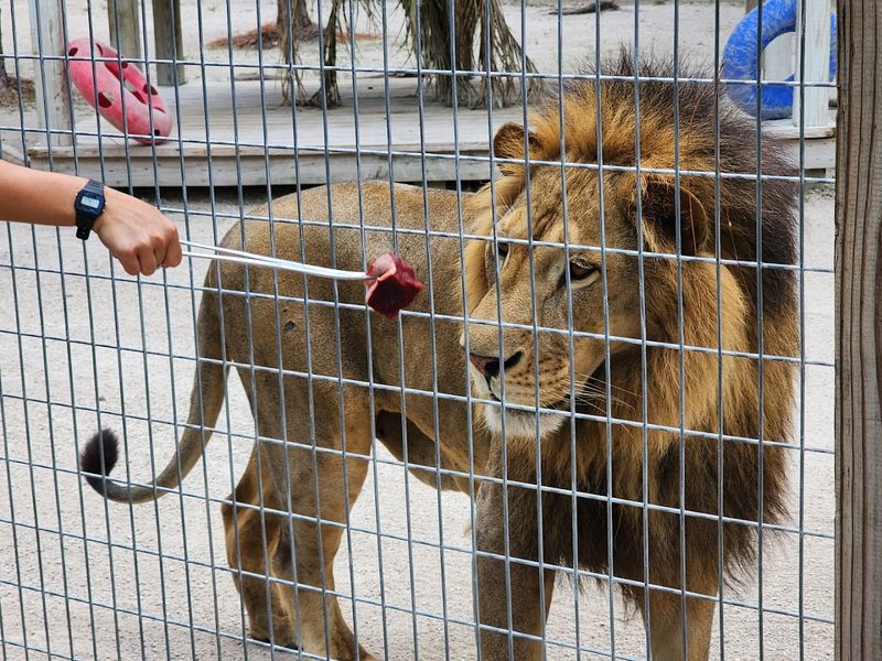 Big Cats That Take Your Breath Away