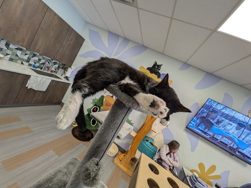 Meet a Rotating Cast of Adoptable Cats