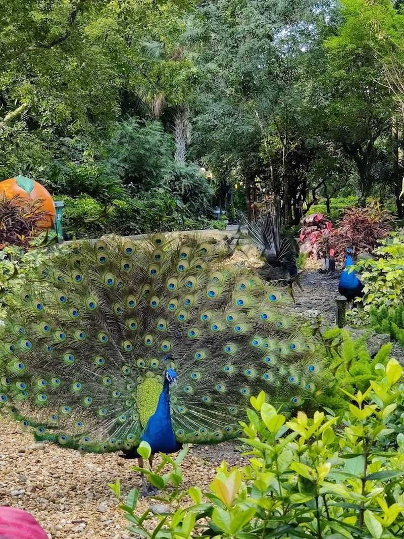 One of South Florida's Oldest Botanical Gardens