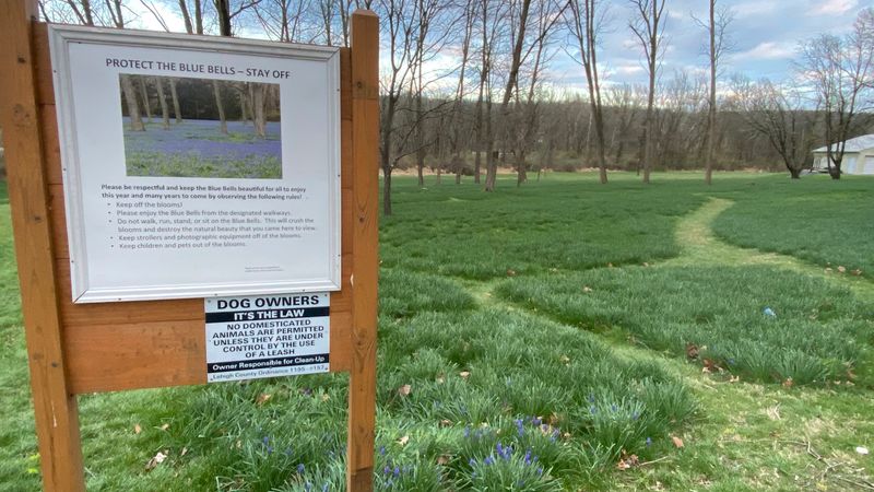 Spring Bluebells and One of the Region's Most Photogenic Spots