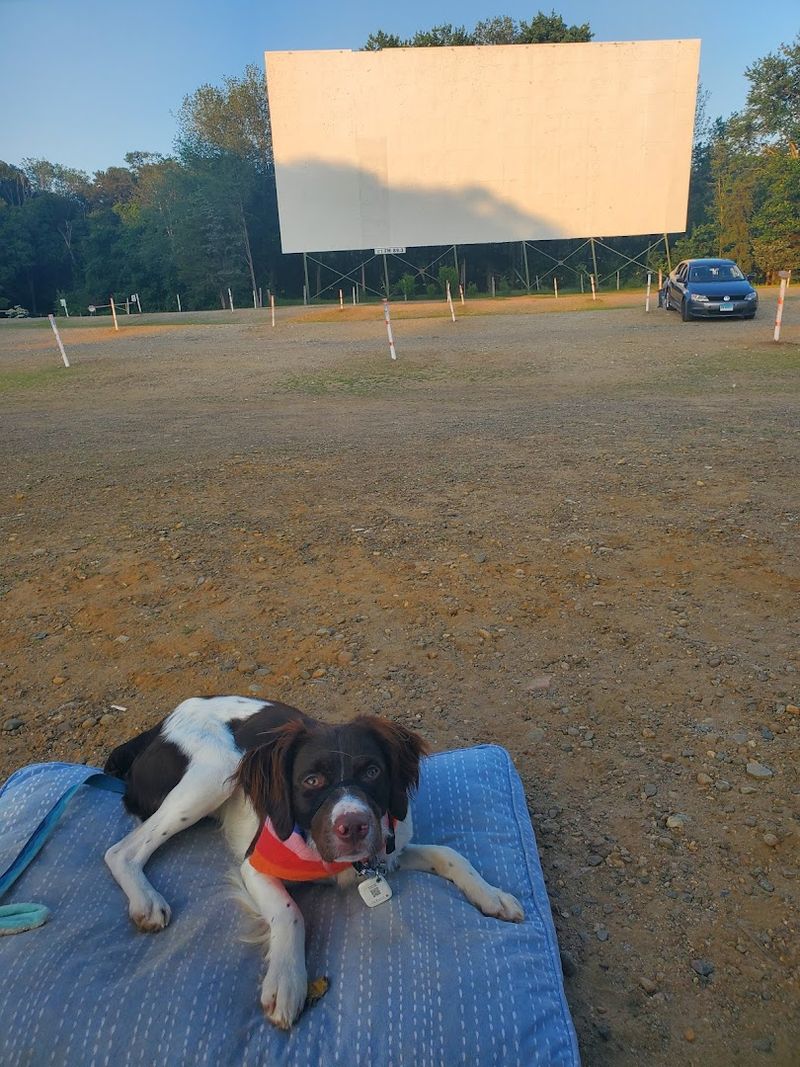 Pet-Friendly Policy: Bring Your Dog to Movie Night