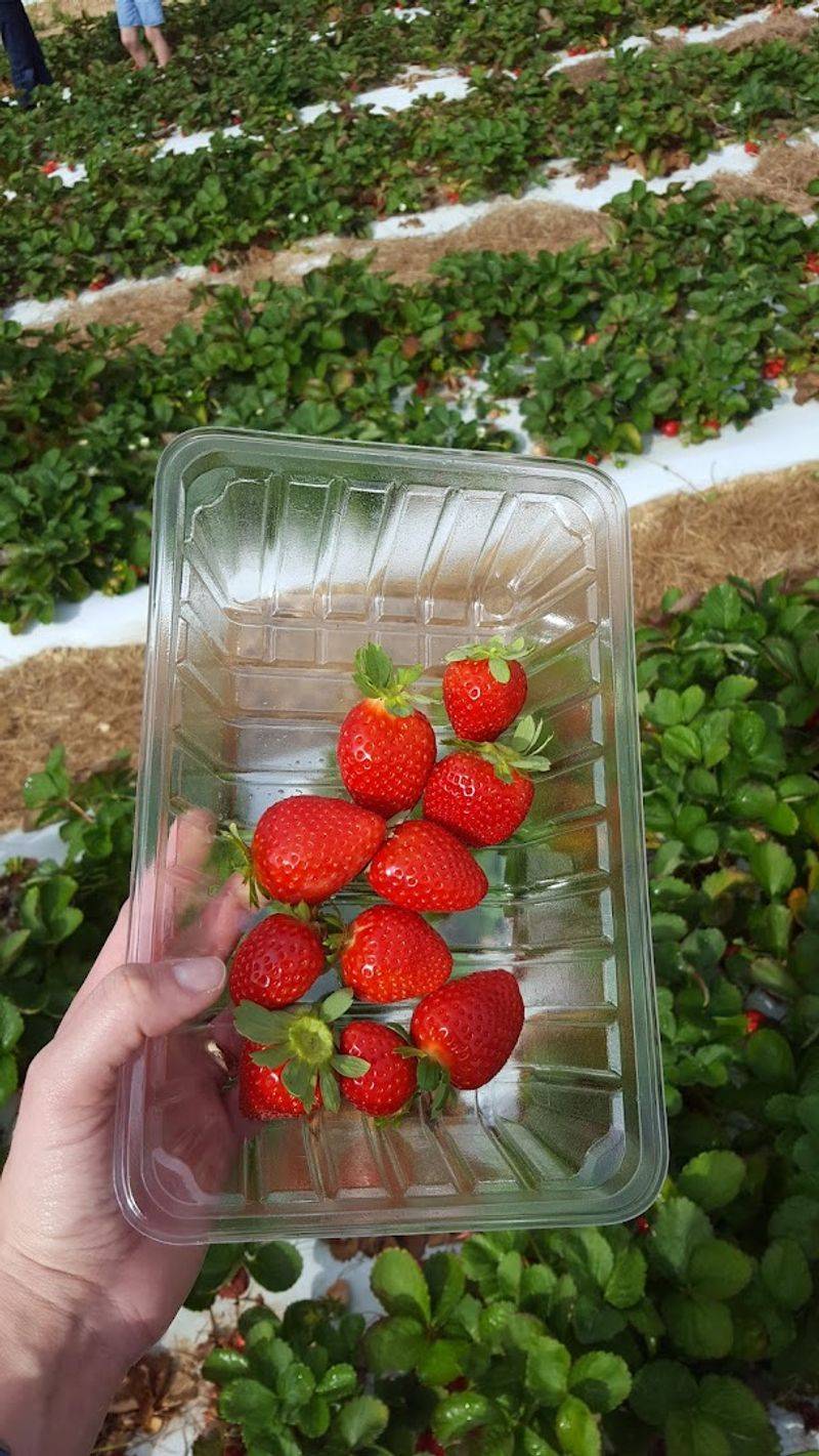 Roots: How It All Began