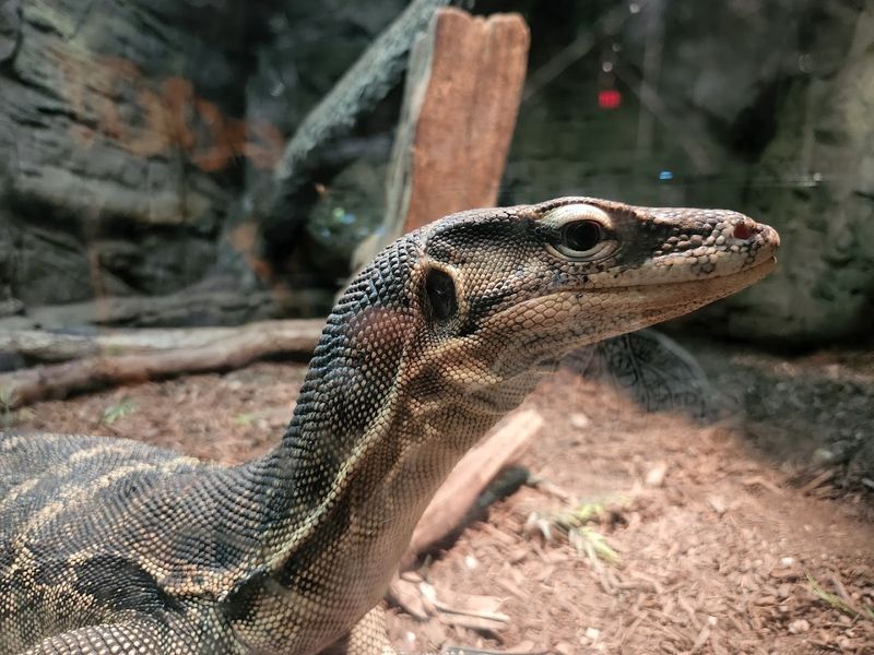 Start Your Visit in the Reptile Den