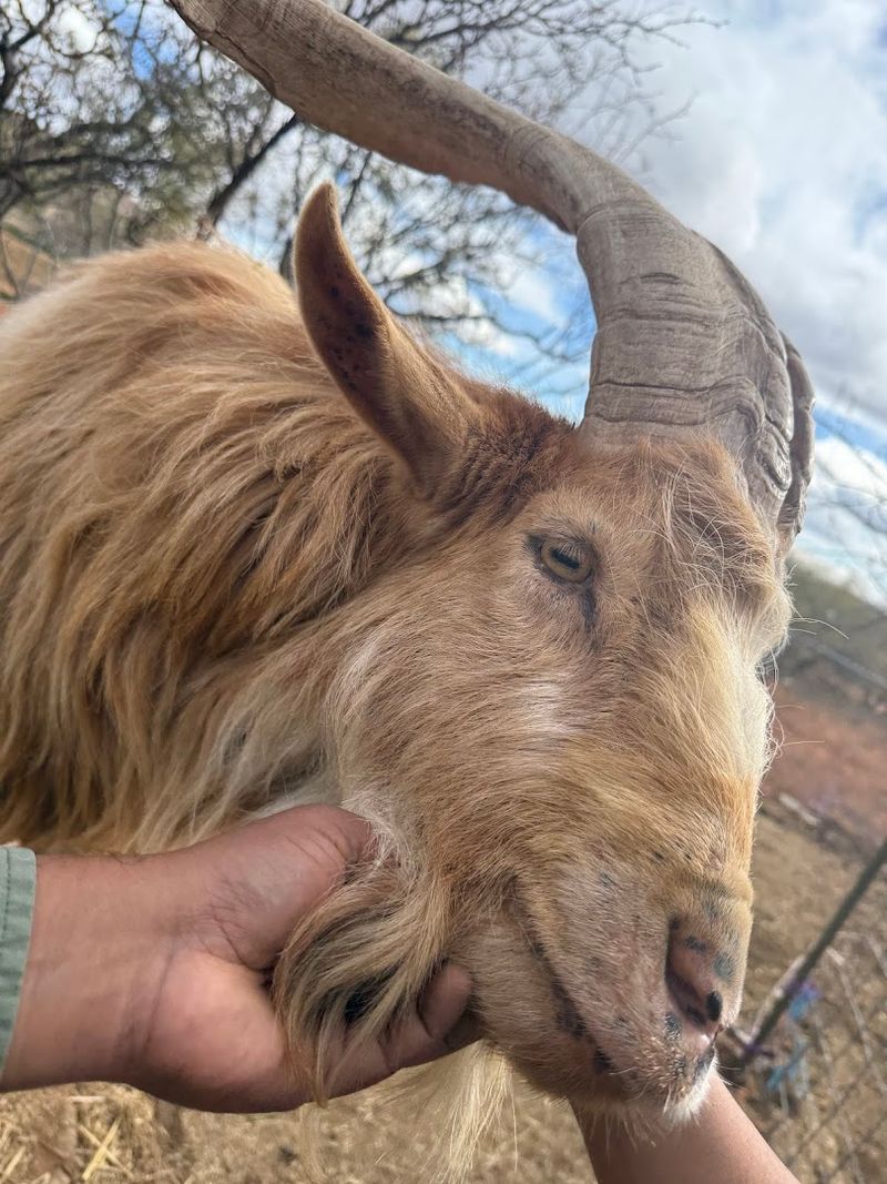 What Cuddle Therapy Actually Means Here