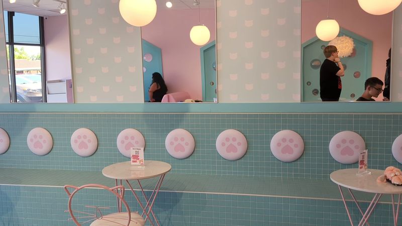 How the Cat Lounge Works