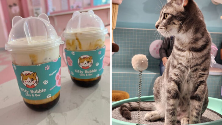 A Whimsical Ohio Caf&eacute; Pairs Bubble Drinks With a Lounge Full of Adoptable Cats