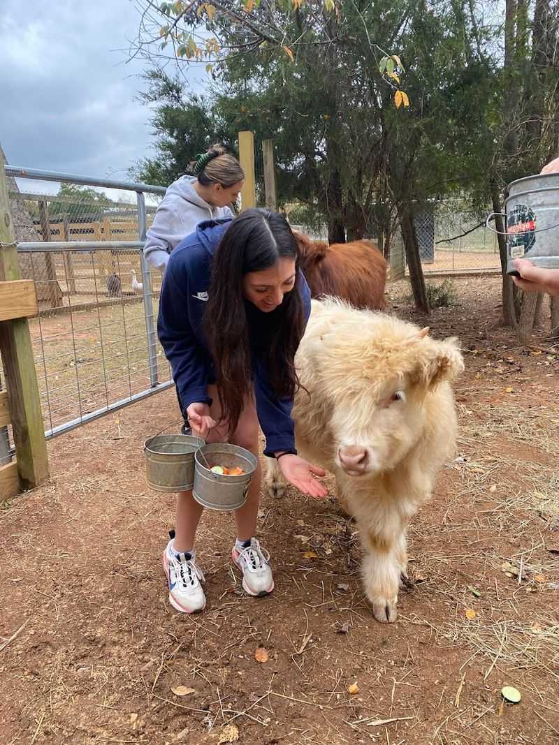 What Is Darby Safari?