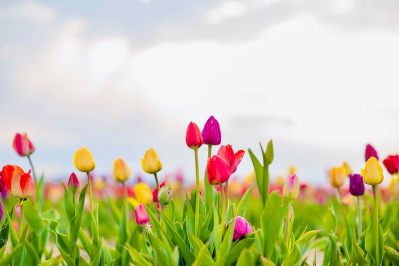 Brown Hill Farms Tulip Season
