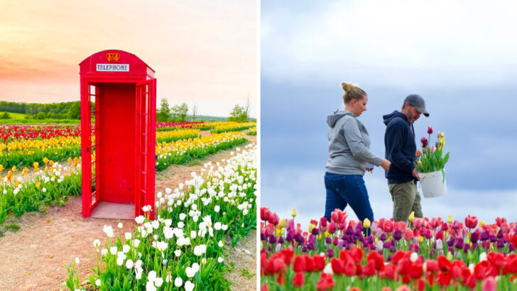 A family farm in Pennsylvania&rsquo;s Endless Mountains fills with half a million tulips every spring