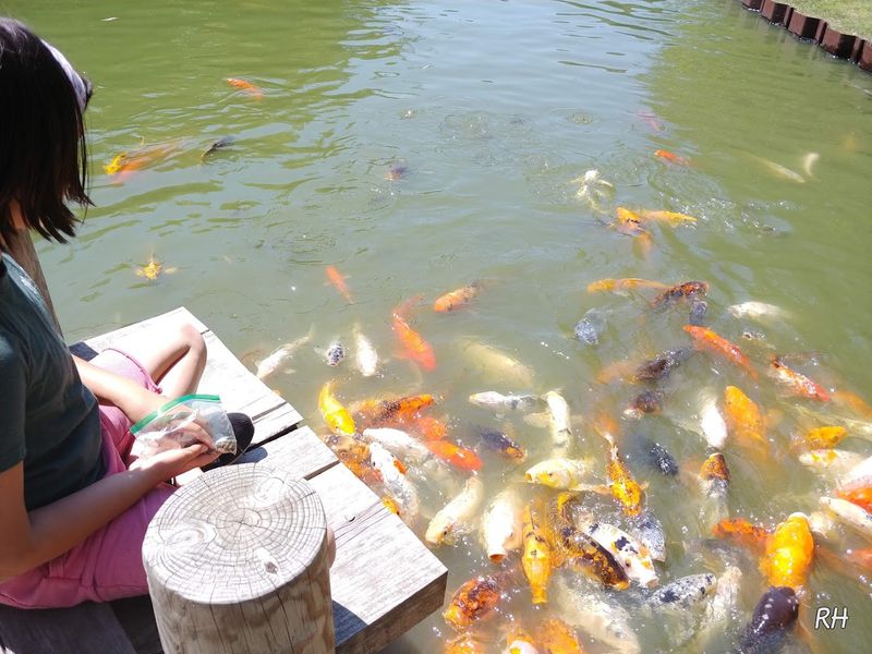 Japanese Garden and koi moments