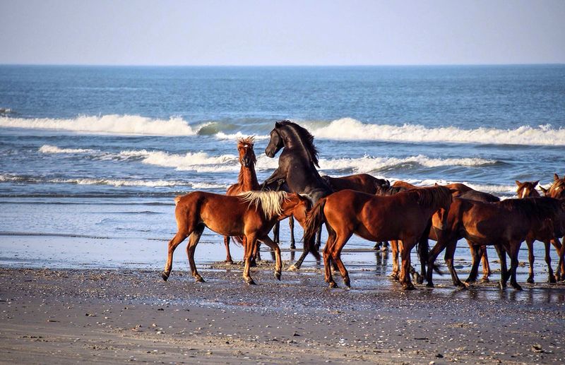 A Rare Herd on the Edge of the Outer Banks