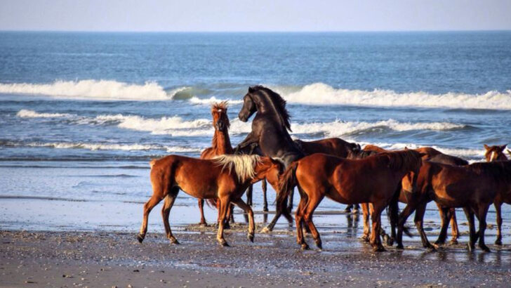 About 100 Wild Spanish Mustangs Still Roam a Remote North Carolina Beach and You Can Take a Tour to See Them Up Close