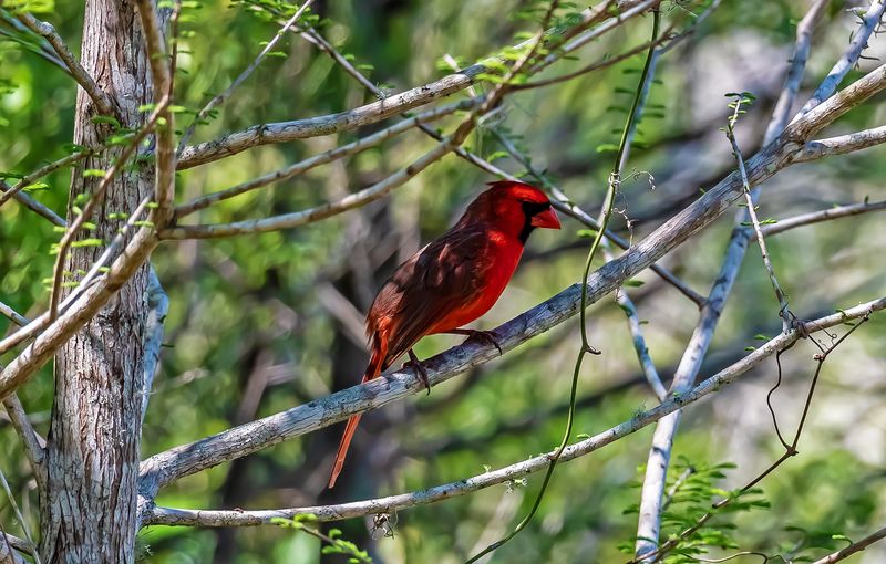 Wildlife Beyond Manatees: Birds, Fish, and More