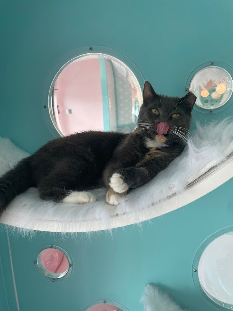 Best Times To Visit For Kitty Magic