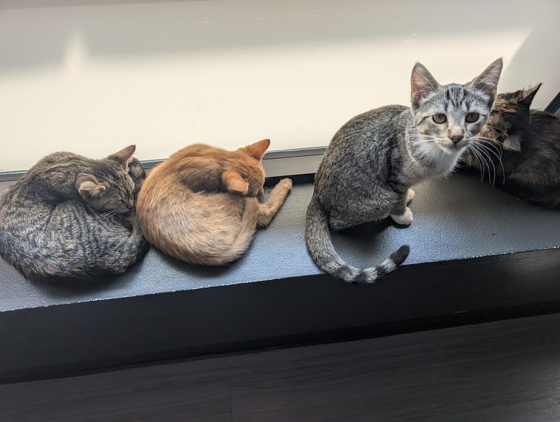 Foster To Adopt Confidence