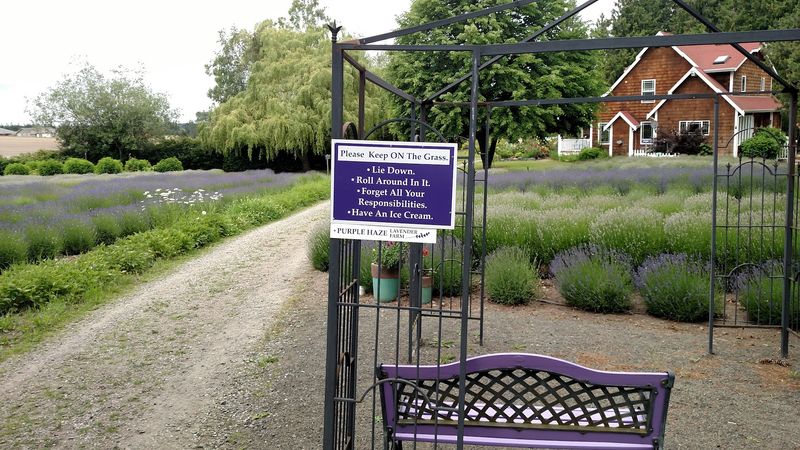 Purple Haze Lavender Farm – Sequim, Washington