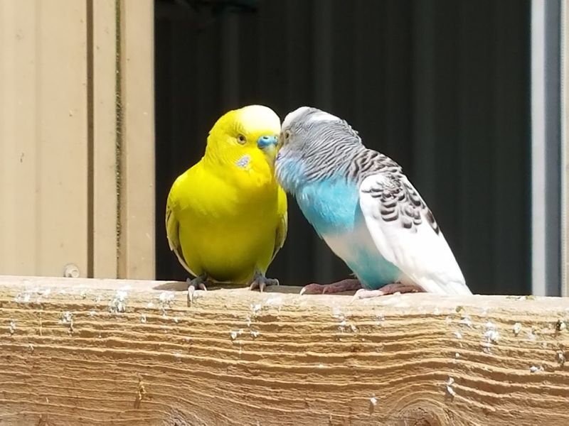 Parakeet Aviary and Gentle Encounters
