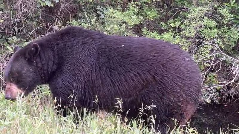 Timing Your Visit for Peak Wildlife