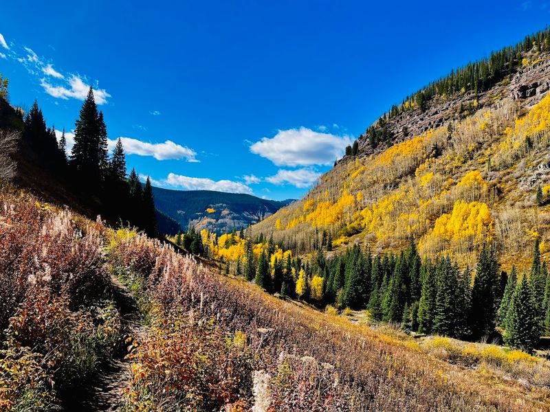 The Wildflowers and Aspen Groves Along the Way