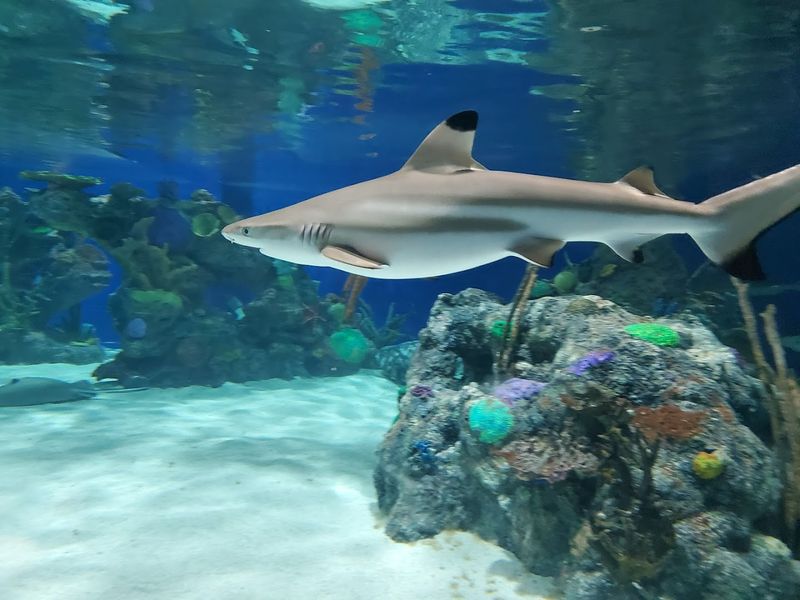 Walk Through Expansive Aquarium Tanks