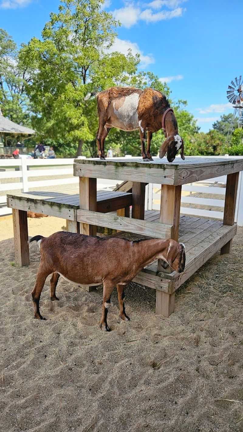 Up-Close Animal Encounters