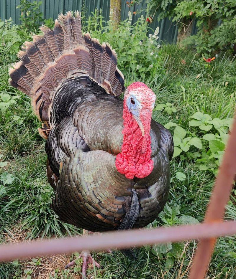 Tours, Shows, And Special Events