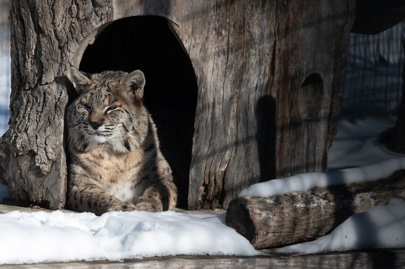 Real Rescues, Real Transformations