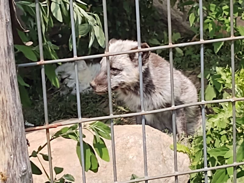 Animal Care And Enrichment