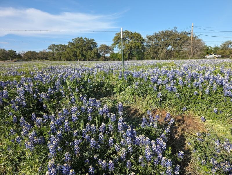 Texas Hill Country Bluebonnets, Texas