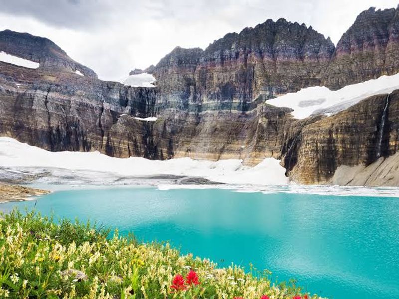 Glacier National Park Alpine Bloom, Montana