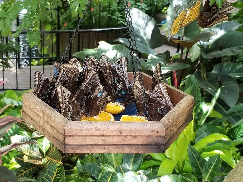 Butterfly Diversity: Species You Will Encounter