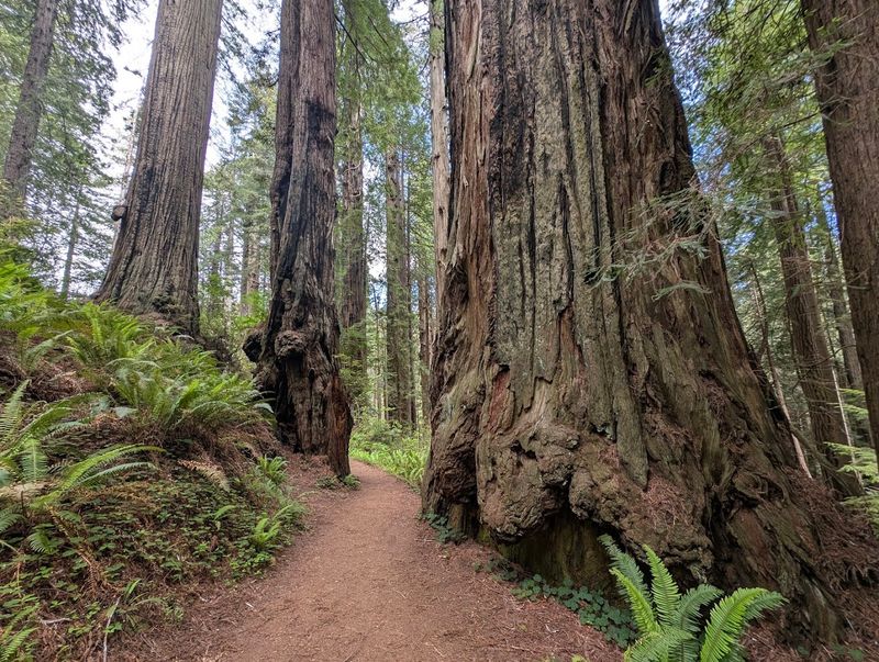 Redwood National and State Parks – California
