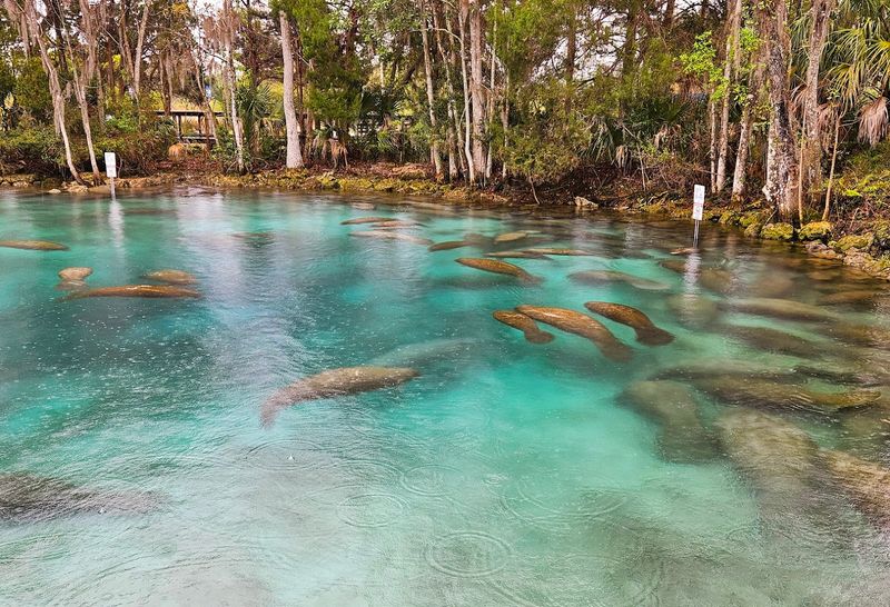 Crystal River and Three Sisters Springs, Citrus County