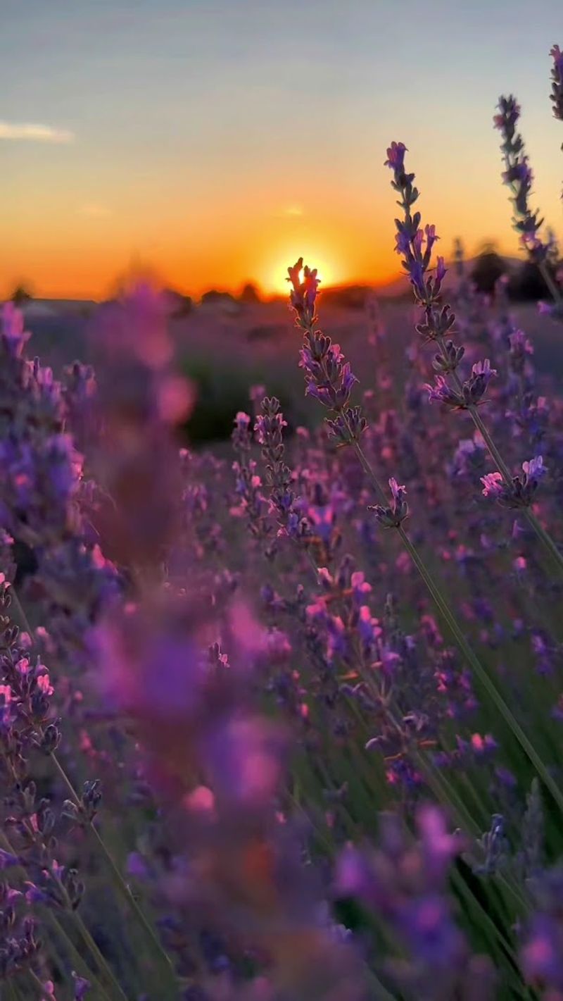 123 Farm – Cherry Valley, California