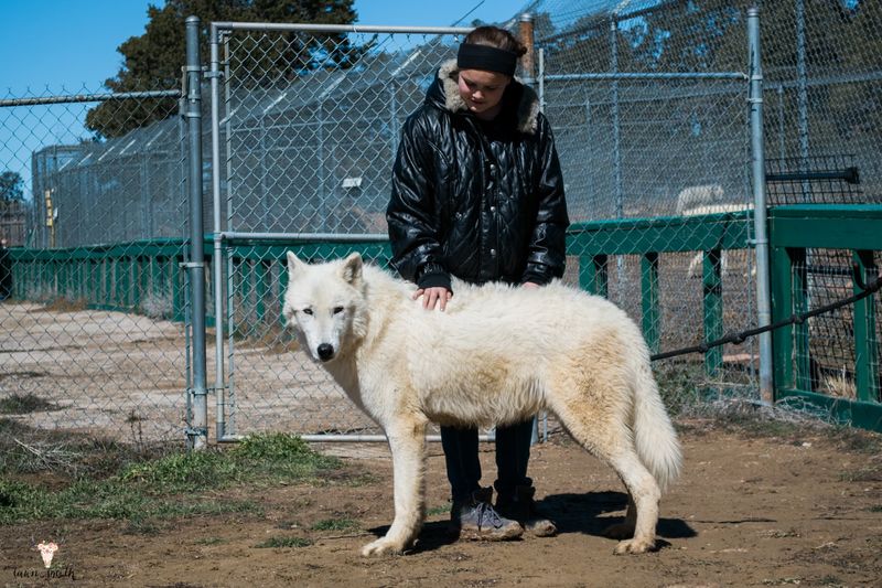 Wild Spirit Wolf Sanctuary (Ramah, New Mexico)