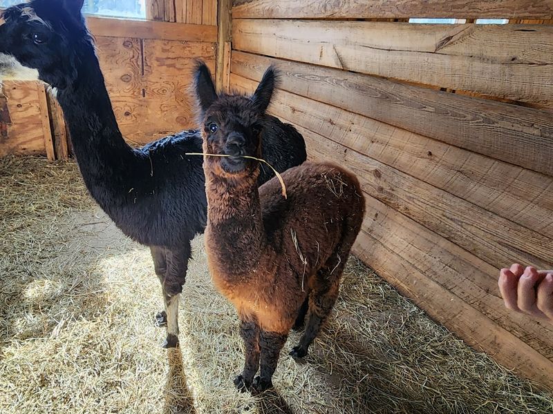 Capybaras, Alpacas, and Surprising Species