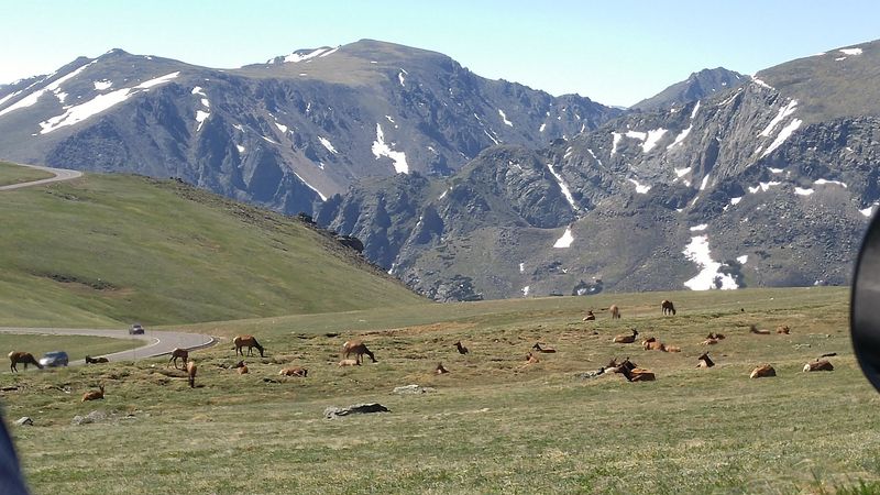 Elk Watching During the Fall Rut