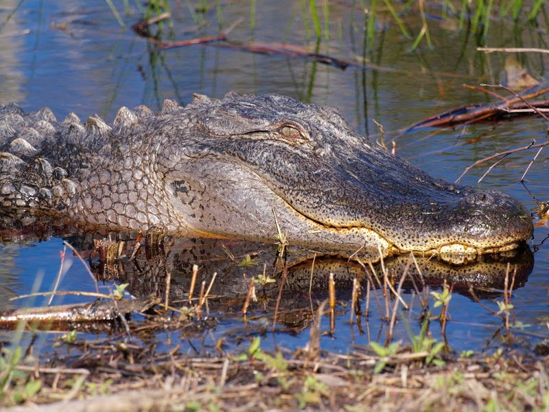 Alligators on Milltail Creek by Kayak