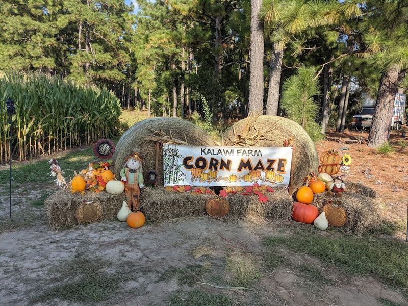 The Corn Maze Adventure