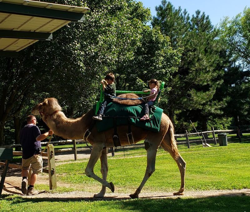 Why African Safari Wildlife Park Is Worth the Trip