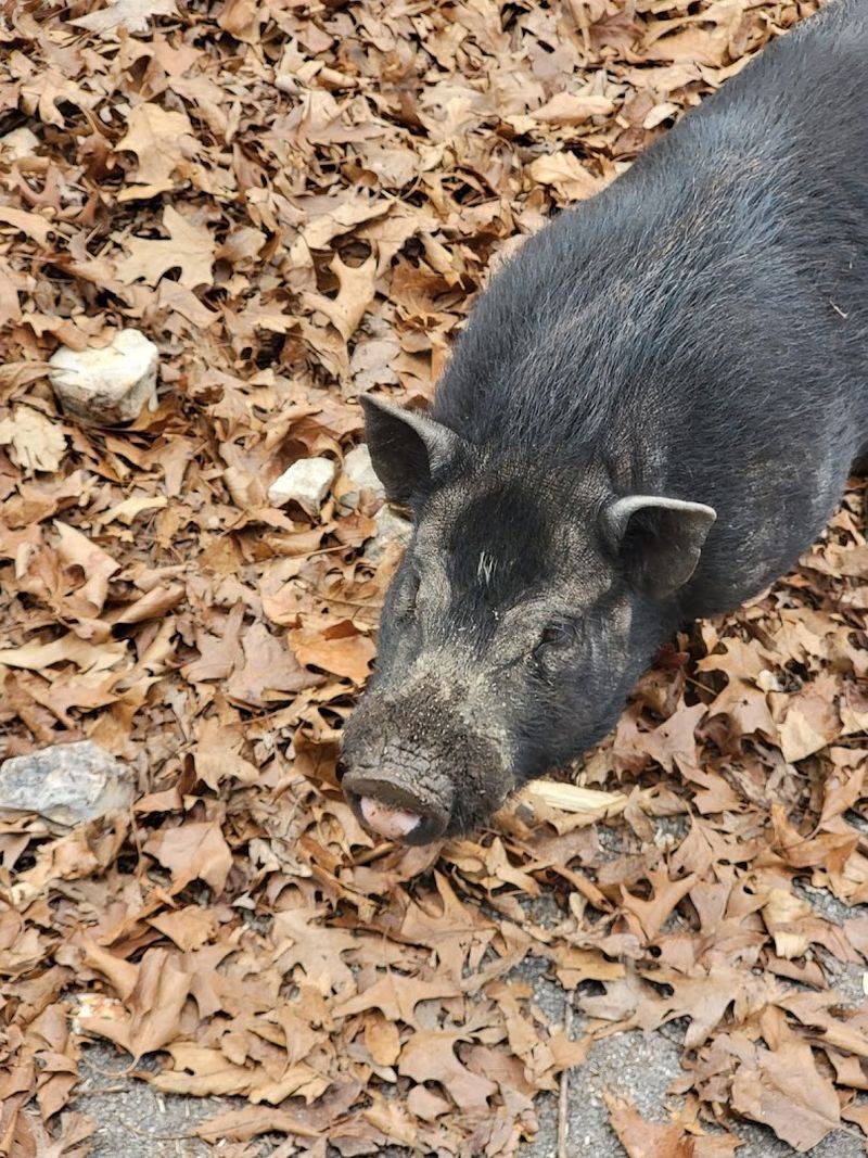 Walk-Through Zoo Highlights You Should Not Miss