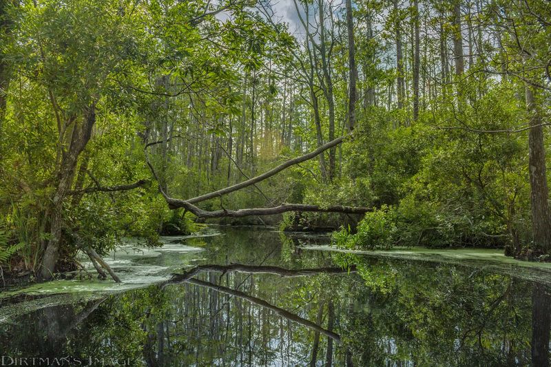 Weather, Gear, and Comfort in Coastal Swamp
