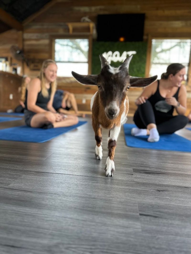 Beginner Friendly Yoga Instruction