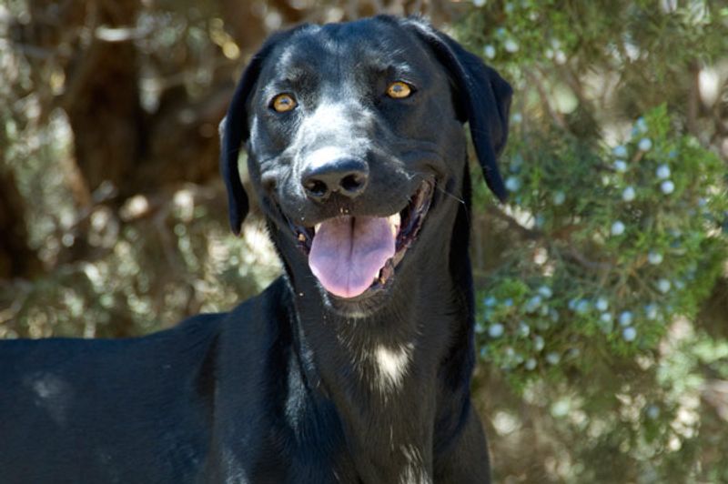 D.E.L.T.A. Rescue (Acton, California)