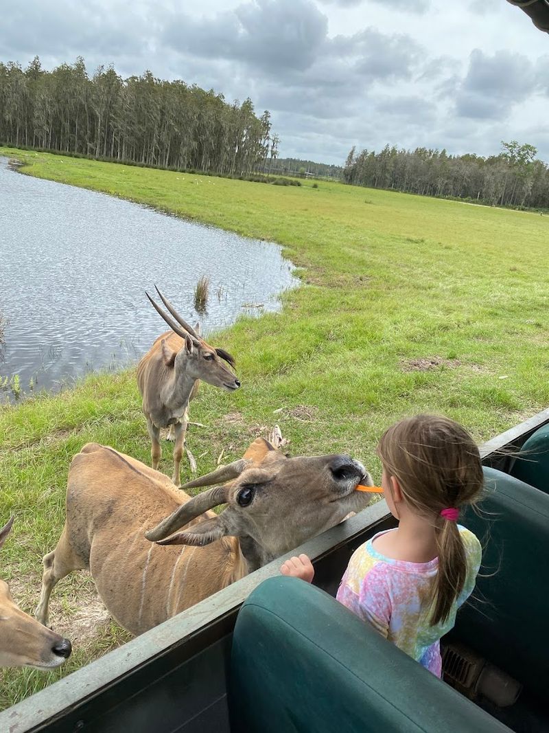 What Makes Safari Wilderness a Family-Friendly Destination