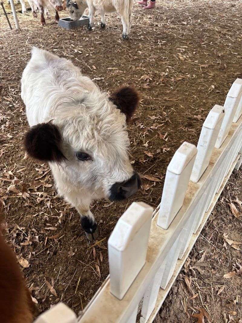 Miniature Highland Cow Cuddles at Hunt Club Farm