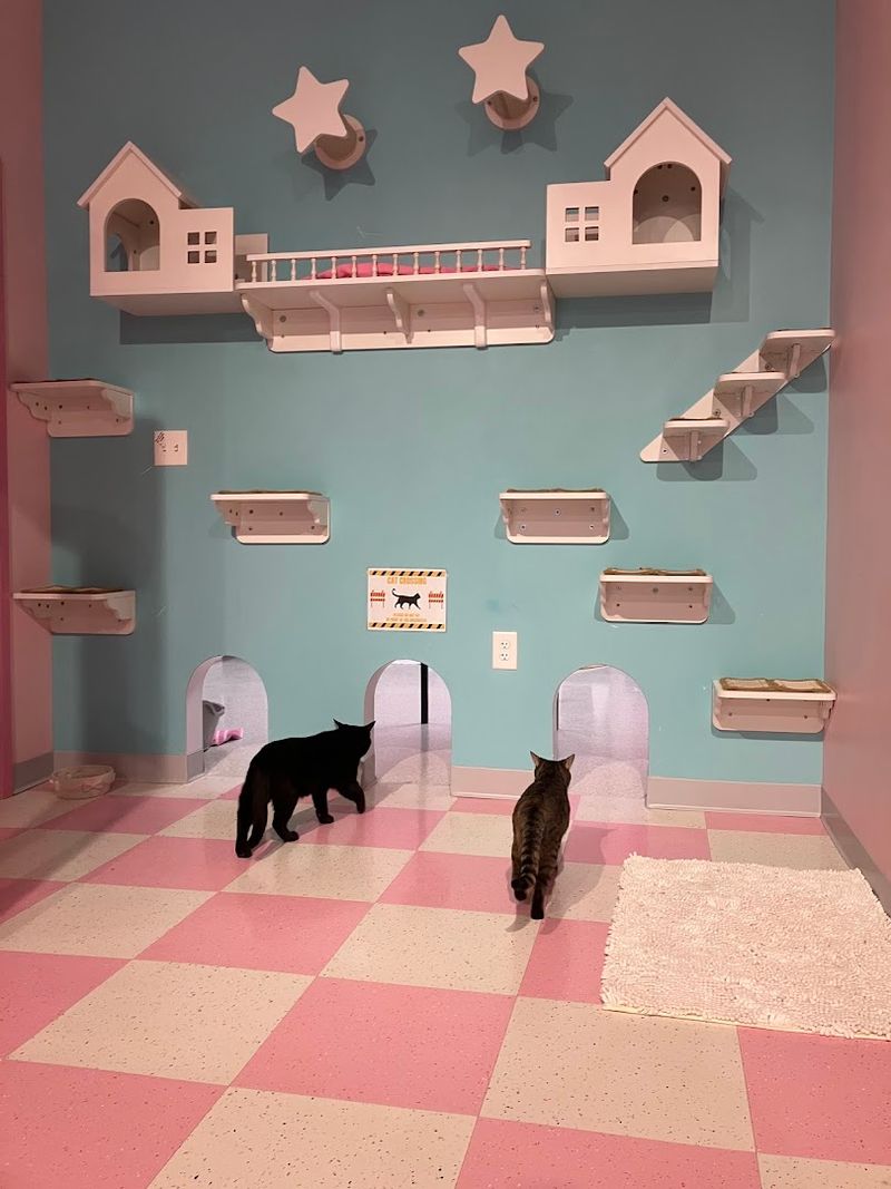 Cat Lounge Etiquette That Works